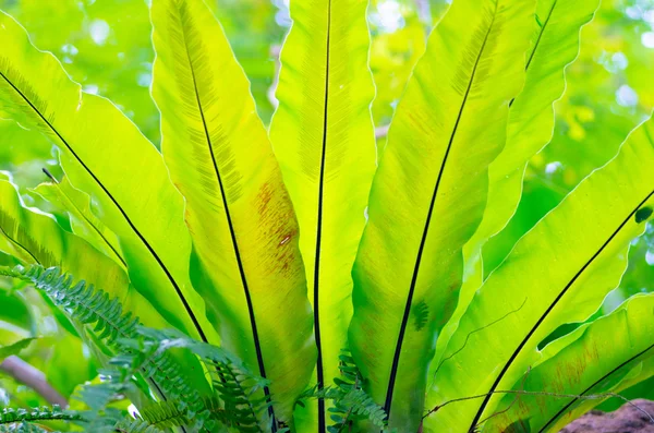 La plante verte tropicale — Photo