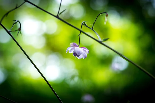 일본의 도쿄 Mt.mitake,tourism에서 Anemonopsis의 꽃 — 스톡 사진