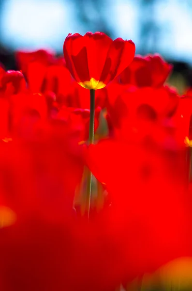 美しいチューリップの花 — ストック写真