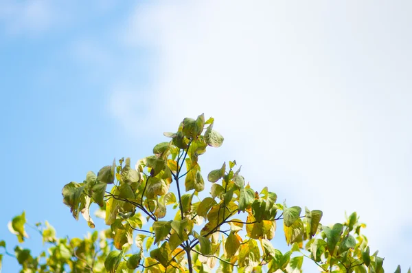 Cielo azul & árbol — Foto de Stock