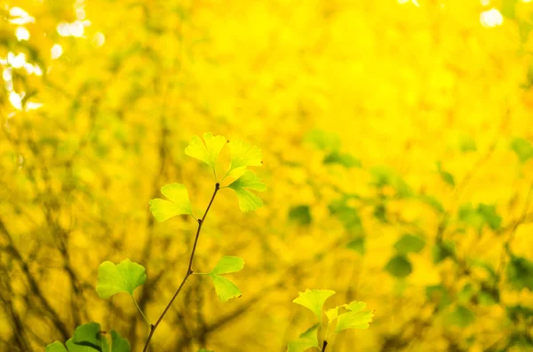 Beautiful yellow ginkgo forest — Stock Photo, Image