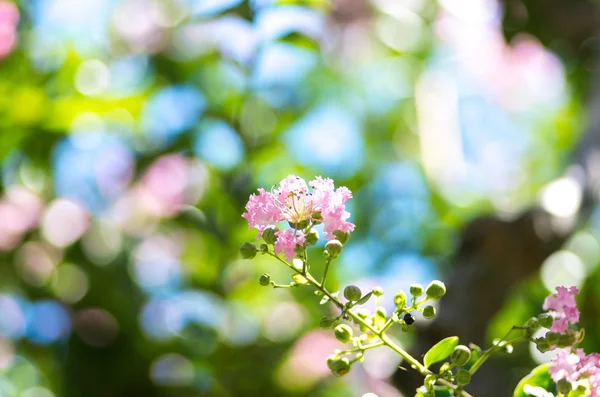 Fiore di mirto di uva — Foto Stock