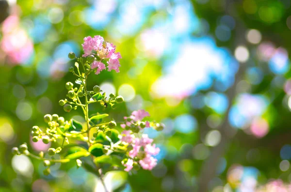 Fiore di mirto di uva — Foto Stock