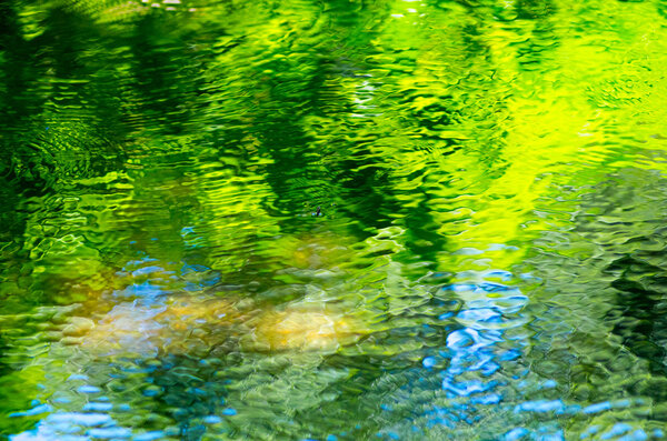 Water strider at green water surface