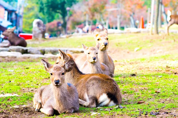 Ciervos en el parque Nara, turismo de Japón — Foto de Stock