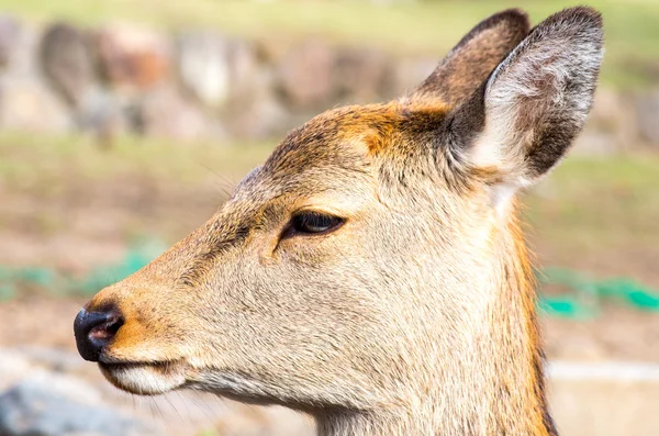 Ciervos en el parque Nara, turismo de Japón — Foto de Stock