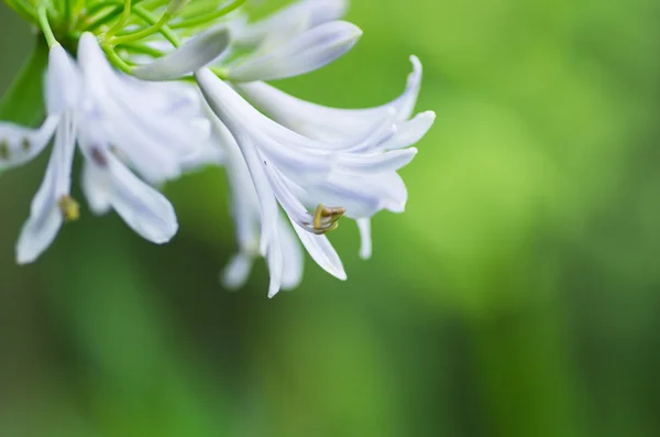 Giglio africano _ fiore di Agapanto — Foto Stock