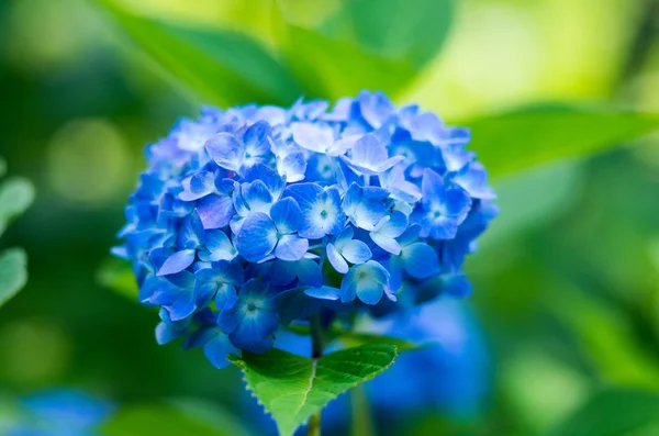 Bir güzel ortanca çiçek