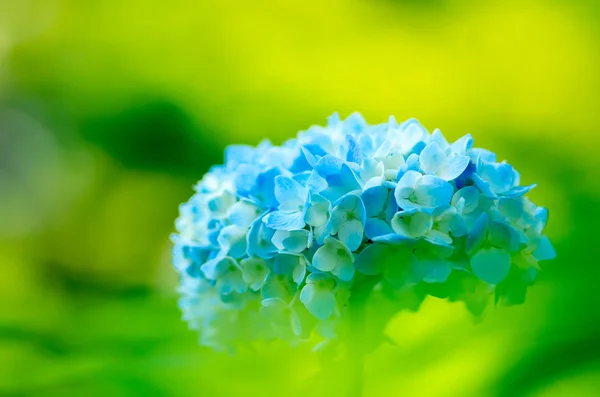 美しい紫陽花の花 — ストック写真