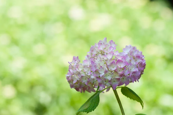 Un bellissimo fiore di ortensia — Foto Stock