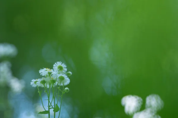 En liten slöjblomma blomma — Stockfoto