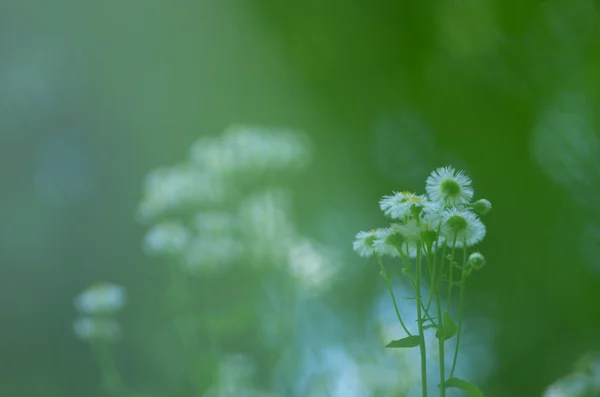 En liten slöjblomma blomma — Stockfoto