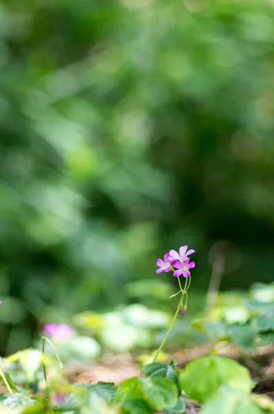Un bellissimo piccolo fiore di oxalis — Foto Stock