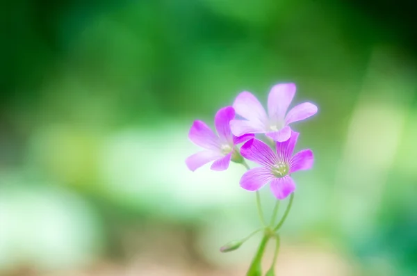Un bellissimo piccolo fiore di oxalis — Foto Stock