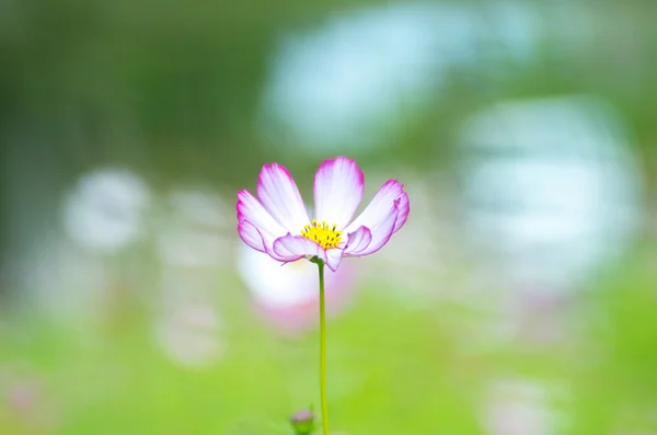 En vacker kosmos blomma — Stockfoto