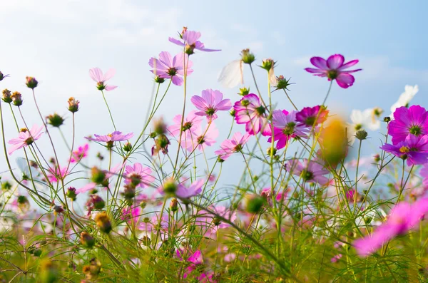 Eine schöne Kosmos-Blume — Stockfoto