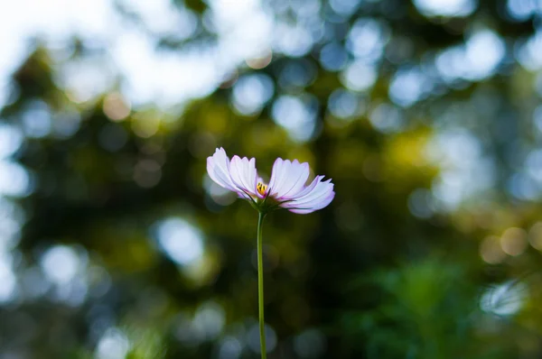 Un bellissimo fiore del cosmo — Foto Stock