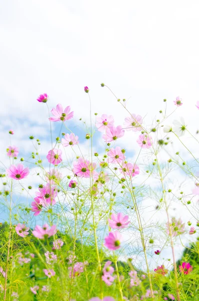 Eine schöne Kosmos-Blume — Stockfoto