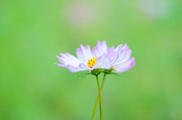 Красивый космический цветок — стоковое фото