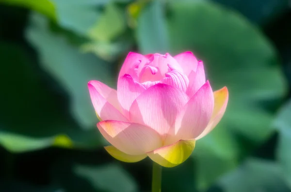 A beautiful lotus flower — Stock Photo, Image