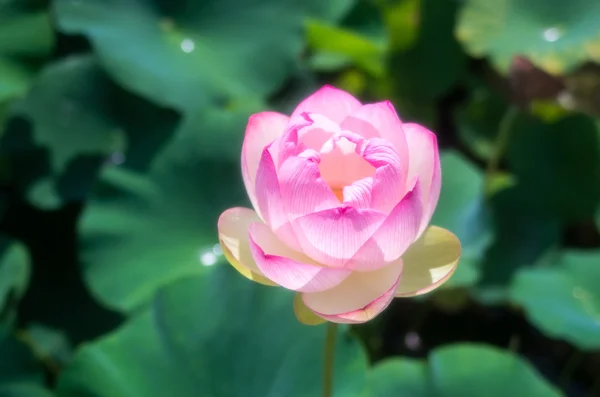 Une belle fleur de lotus — Photo