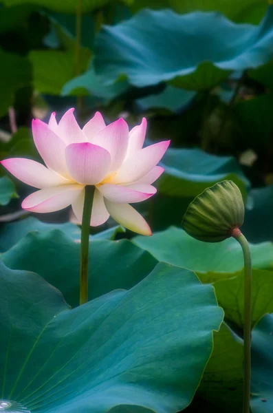 Une belle fleur de lotus — Photo