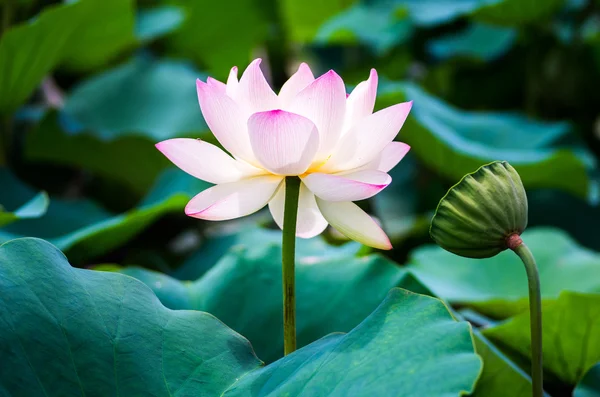 Una hermosa flor de loto — Foto de Stock