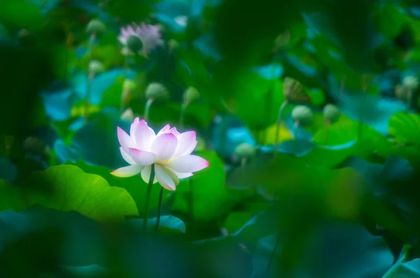 En vacker lotusblomma — Stockfoto