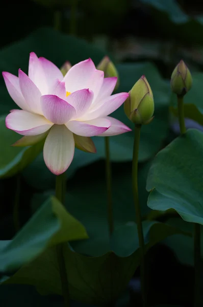 Una hermosa flor de loto — Foto de Stock