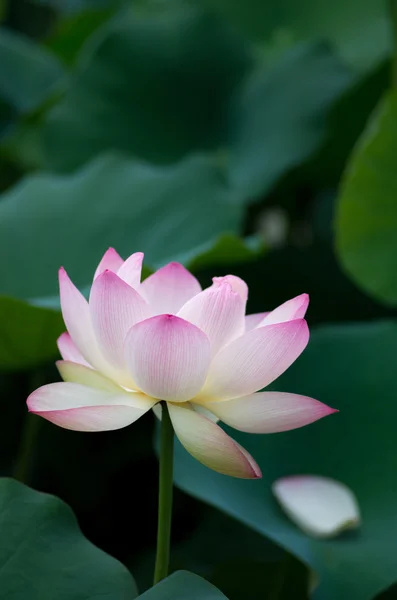 Una hermosa flor de loto — Foto de Stock