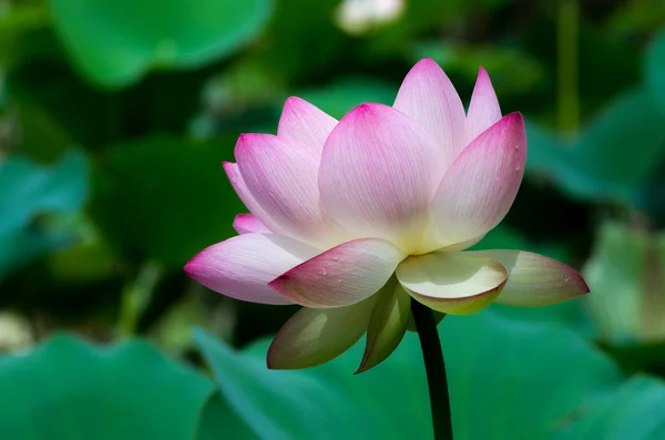 Une belle fleur de lotus — Photo