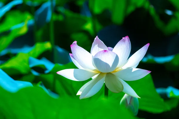 Eine schöne Lotusblume — Stockfoto