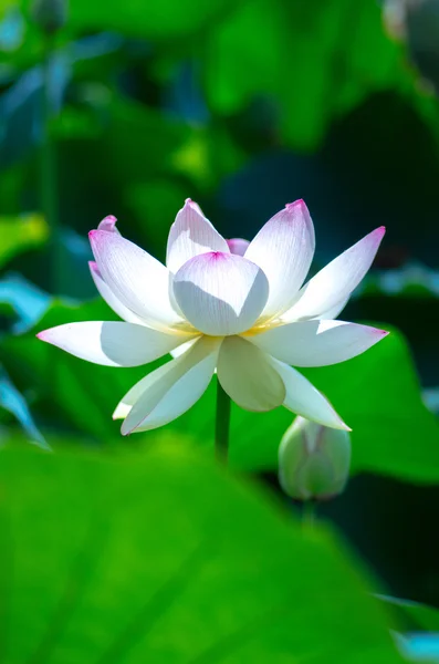 Eine schöne Lotusblume — Stockfoto