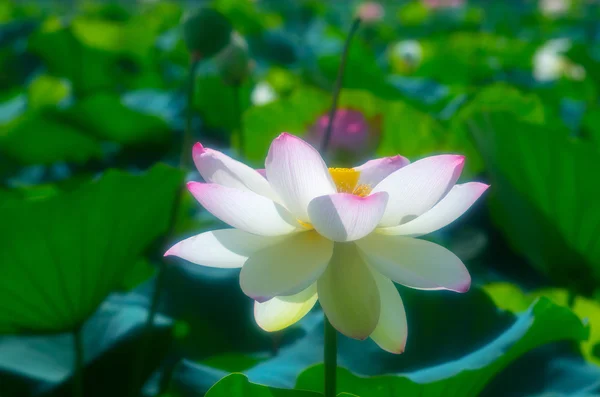 Une belle fleur de lotus — Photo