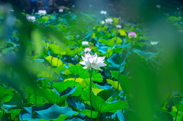 A beautiful lotus flower — Stock Photo, Image