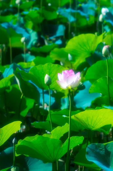 一朵美丽的莲花 — 图库照片