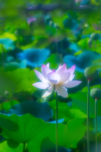 A beautiful lotus flower — Stock Photo, Image