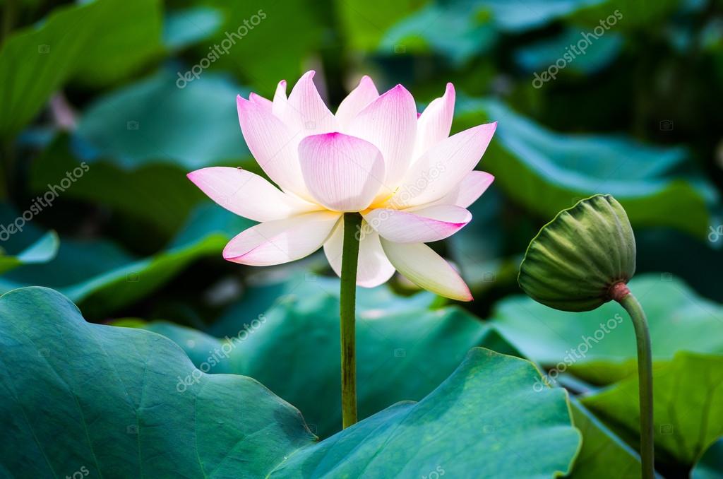 Una hermosa flor de loto: fotografía de stock © yoko_ken_chan #92839922 |  Depositphotos
