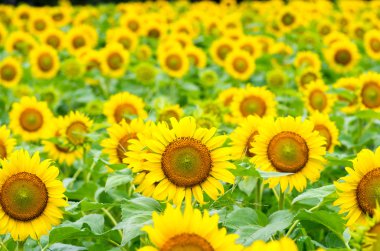 güzel bir sarı ayçiçeği