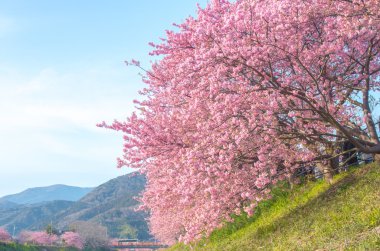 Kawazu kiraz çiçekleri Izu alanda, shizuoka (deprem), Turizm Japonya