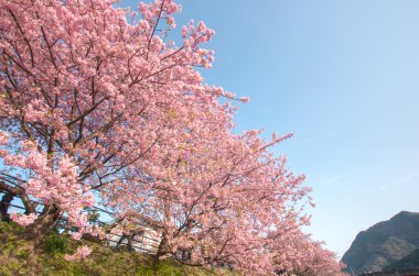 Kawazu kiraz çiçekleri Izu alanda, shizuoka (deprem), Turizm Japonya