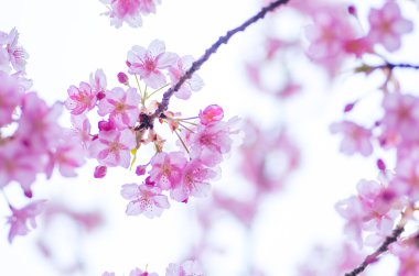 Japon kiraz çiçekleri Sakura