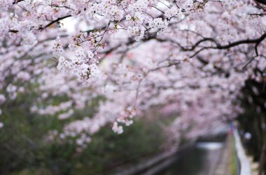 Japon kiraz çiçekleri Sakura