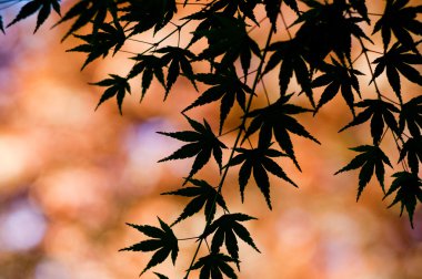 güzel Japon sonbahar yaprak