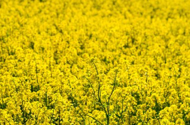 Kanola çimen çiçek sarı