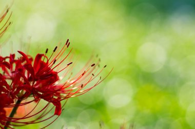 bir güzel kasırga zambak