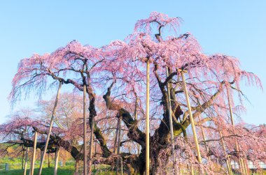 Japon kiraz çiçekleri Sakura, Fukushima (deprem), Turizm Japonya