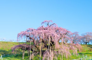 Japon kiraz çiçekleri Sakura, Fukushima (deprem), Turizm Japonya