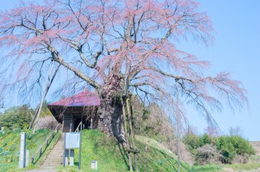 Japon kiraz çiçekleri Sakura, Fukushima (deprem), Turizm Japonya