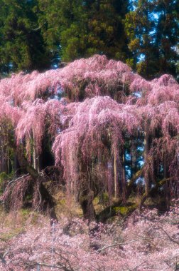 Japon kiraz çiçekleri Sakura, Fukushima (deprem), Turizm Japonya